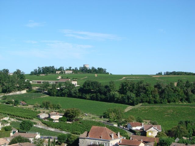 st emilion vinogradi